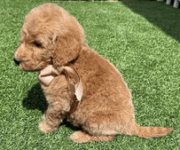Bernedoodle-Florida